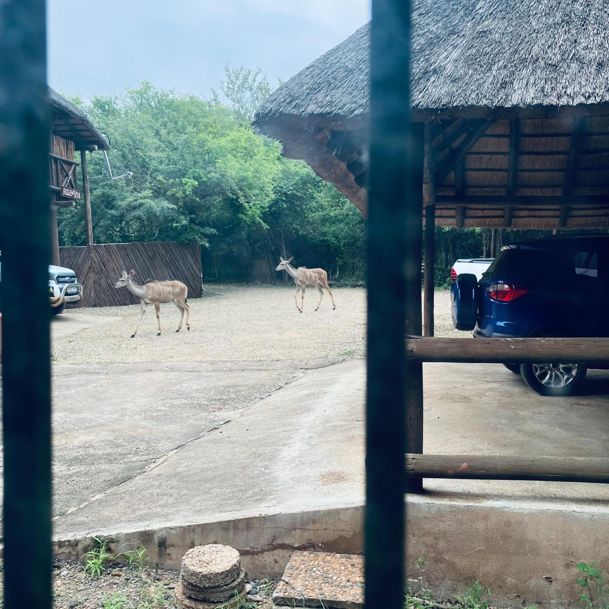 John And Noleen'S Place Marloth Park Exterior photo
